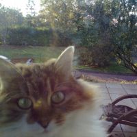 Photo #262116 de Satis