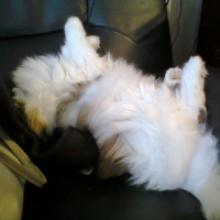 Photo #262117 de Satis