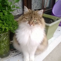 Photo #262119 de Satis