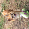 Photo de l'animal n°36651