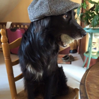 Photo de l'animal n°36674