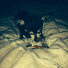 Photo de l'animal n°36699