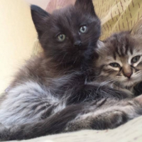 Photo de l'animal n°36702
