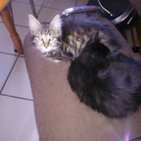 Photo de l'animal n°36702