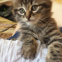 Photo de l'animal n°36702