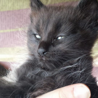 Photo de l'animal n°36702