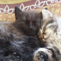 Photo de l'animal n°36702