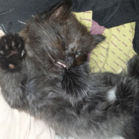 Photo de l'animal n°36702