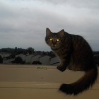 Photo de l'animal n°36702