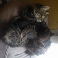 Photo de l'animal n°36702
