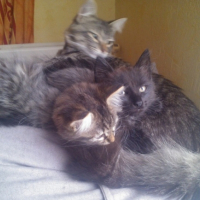 Photo de l'animal n°36702