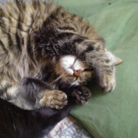 Photo de l'animal n°36702