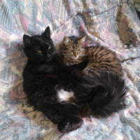 Photo de l'animal n°36702