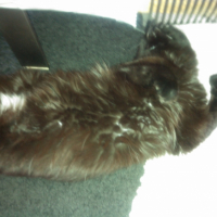 Photo de l'animal n°36702