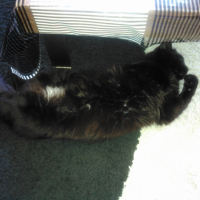 Photo de l'animal n°36702
