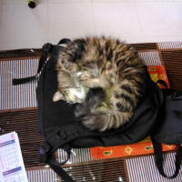 Photo de l'animal n°36702