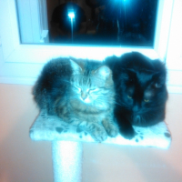 Photo de l'animal n°36702