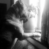 Photo de l'animal n°36705