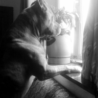 Photo #262262 de Adhes