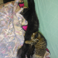 Photo de l'animal n°36702