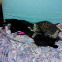 Photo de l'animal n°36702