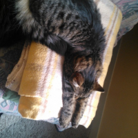 Photo de l'animal n°36702
