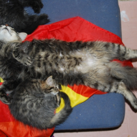 Photo de l'animal n°36702