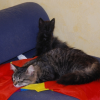 Photo de l'animal n°36702