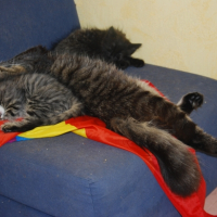 Photo de l'animal n°36702