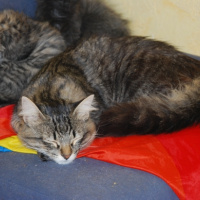 Photo de l'animal n°36702
