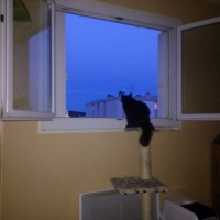 Photo de l'animal n°36702