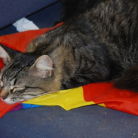 Photo de l'animal n°36702