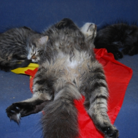 Photo de l'animal n°36702