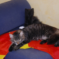 Photo de l'animal n°36702