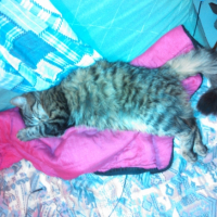 Photo de l'animal n°36702