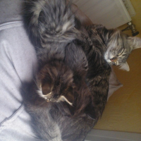 Photo de l'animal n°36702