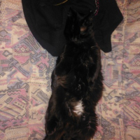 Photo de l'animal n°36702