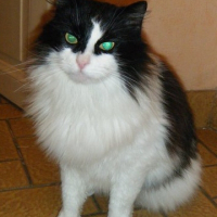 Photo #262287 de Ulysse