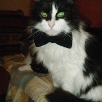 Photo #262288 de Ulysse