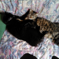 Photo de l'animal n°36702