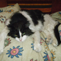 Photo #262296 de Ulysse
