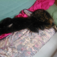 Photo de l'animal n°36702