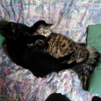 Photo de l'animal n°36702