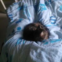 Photo de l'animal n°36702