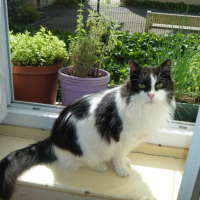 Photo #262300 de Ulysse