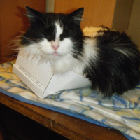 Photo #262310 de Ulysse