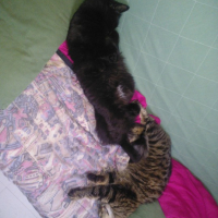 Photo de l'animal n°36702