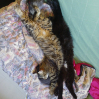 Photo de l'animal n°36702