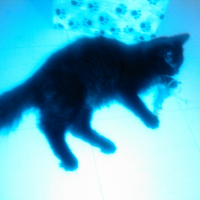 Photo de l'animal n°36702