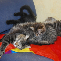 Photo de l'animal n°36702
